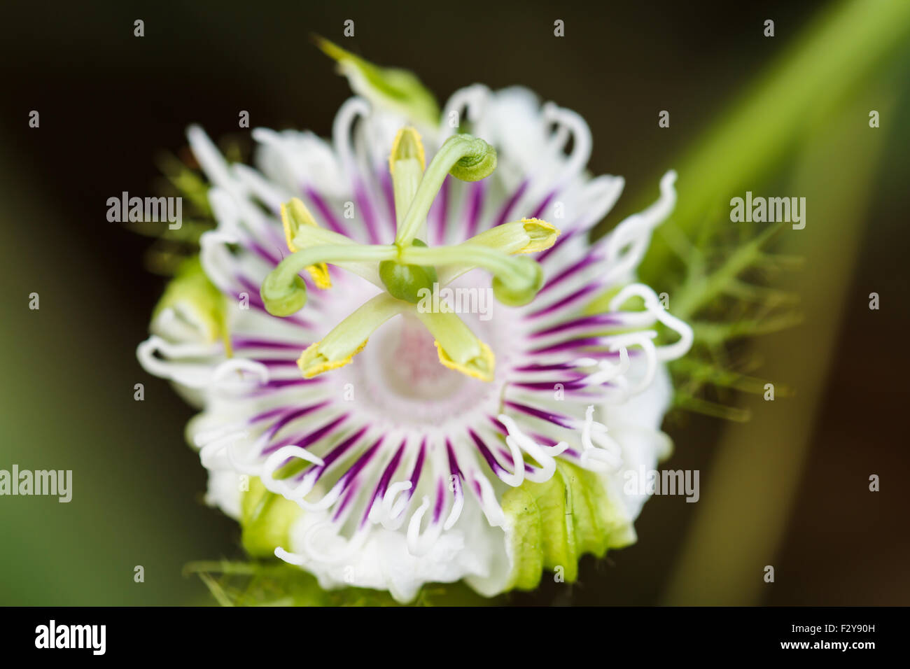 Passiflora laurifolia Linn Foto Stock