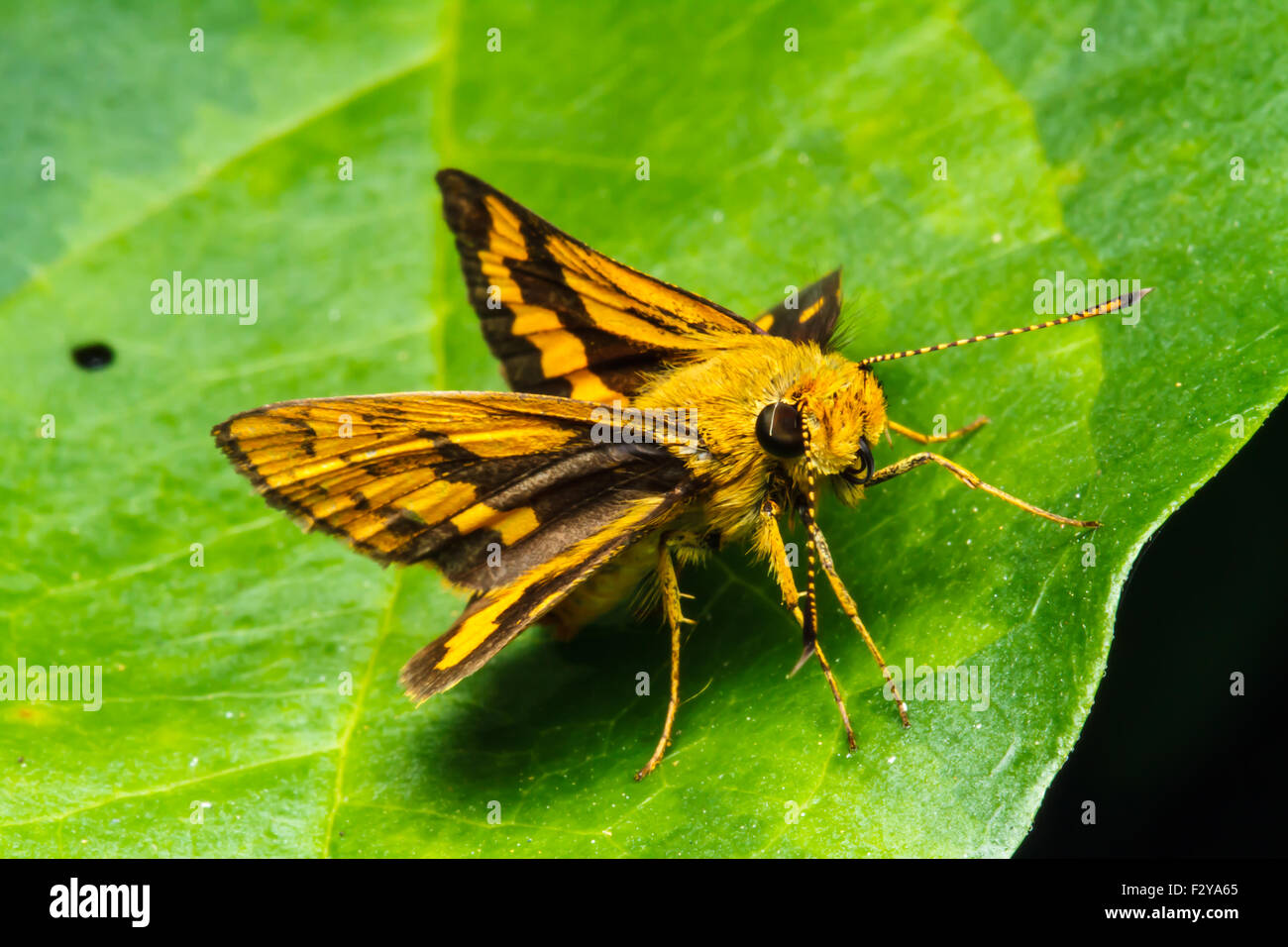 Butterfly arroccato su una foglia verde. Foto Stock