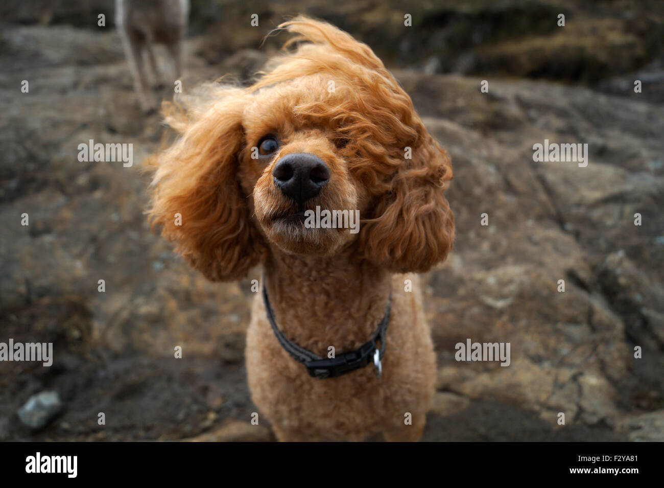 Orecchio di cane immagini e fotografie stock ad alta risoluzione - Alamy