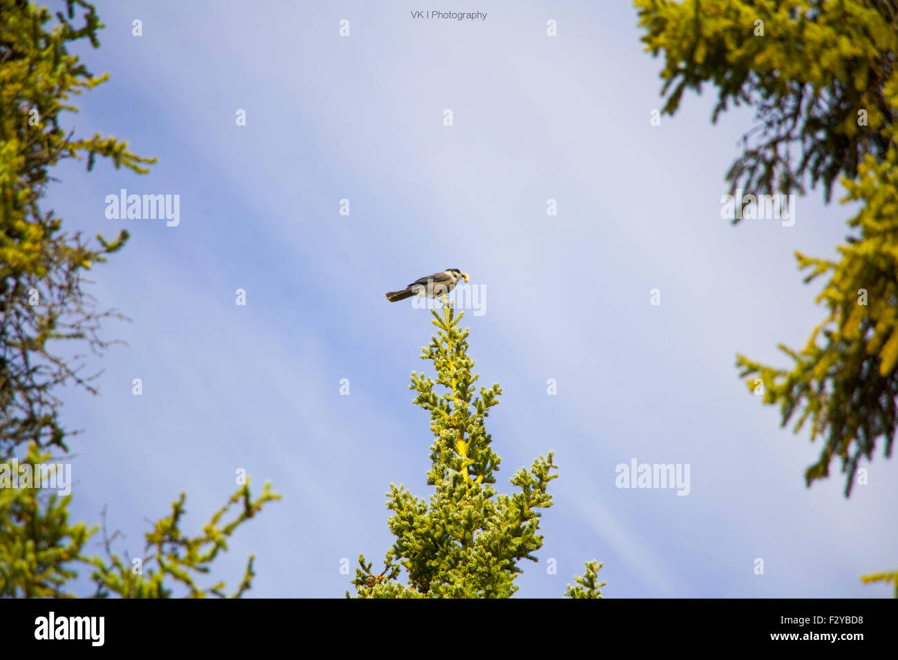 Uccello sulla punta Foto Stock