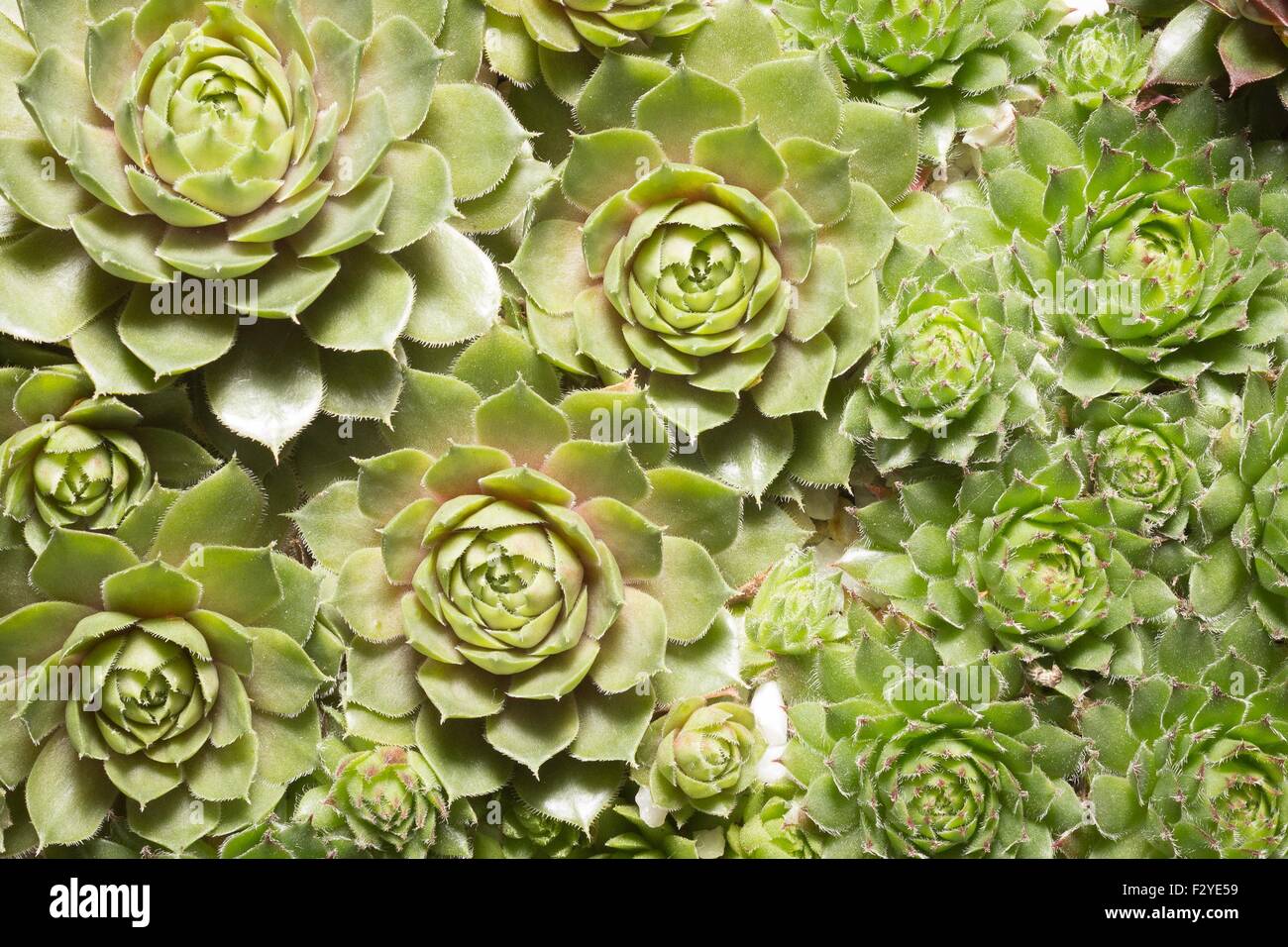 Miniatura Piante succulente close up - cactus macro Foto Stock