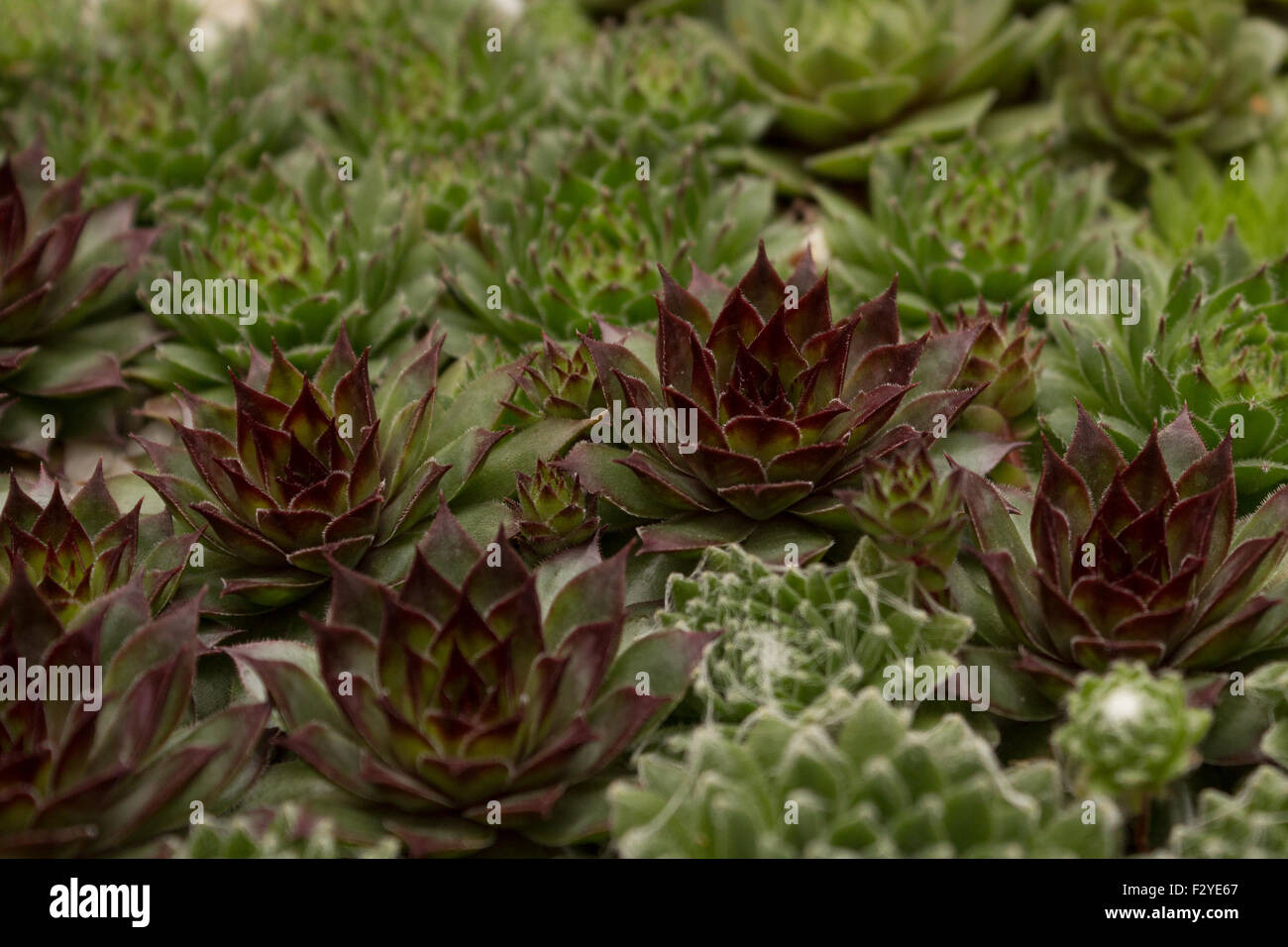 Miniatura Piante succulente close up Foto Stock