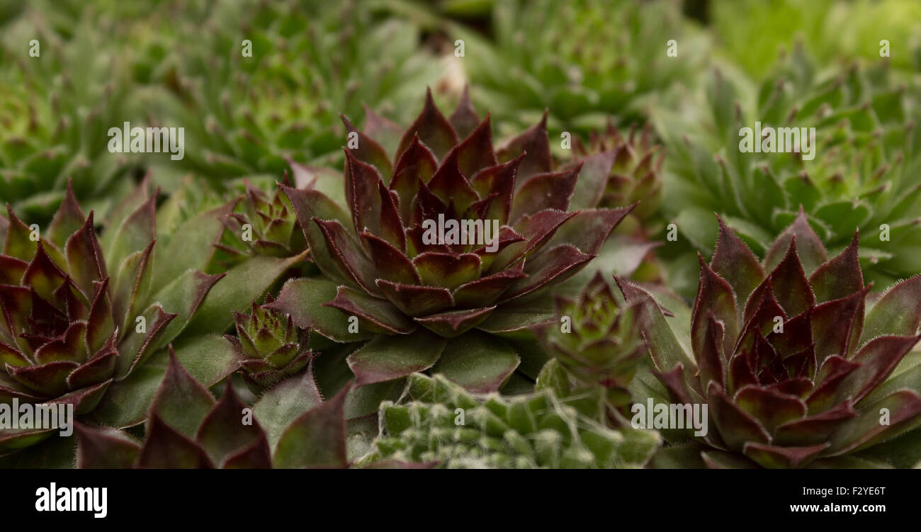 Miniatura Piante succulente close up Foto Stock