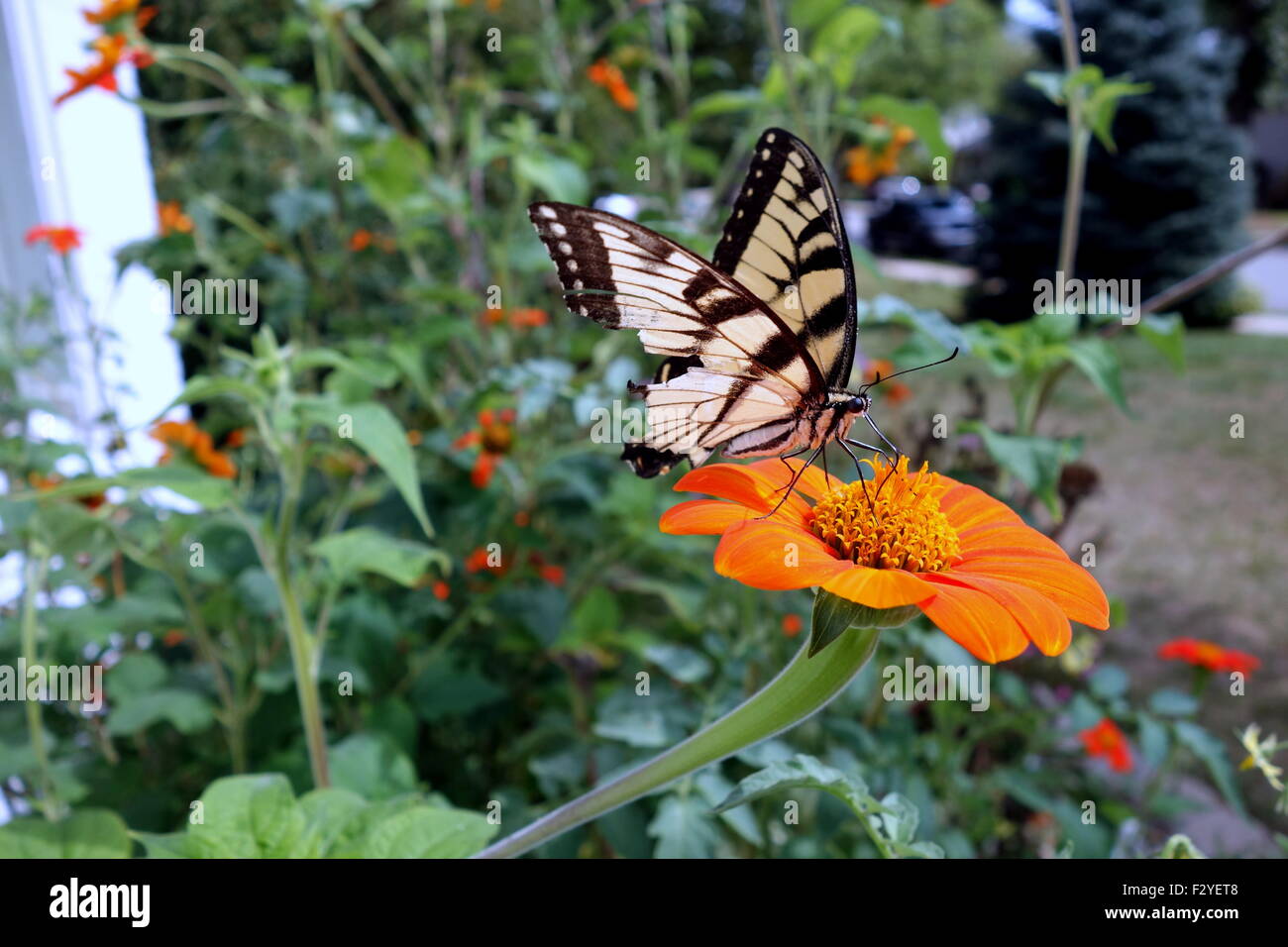 Parafango rotto Tiger farfalla a coda di rondine su Girasole messicano Foto Stock