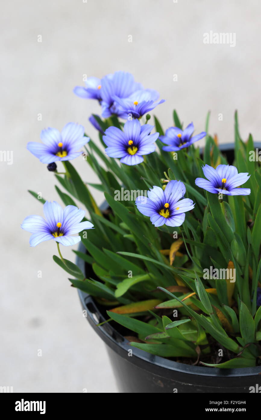 Sisyrinchium bellum o noto anche come erba Blue-Eyed Foto Stock
