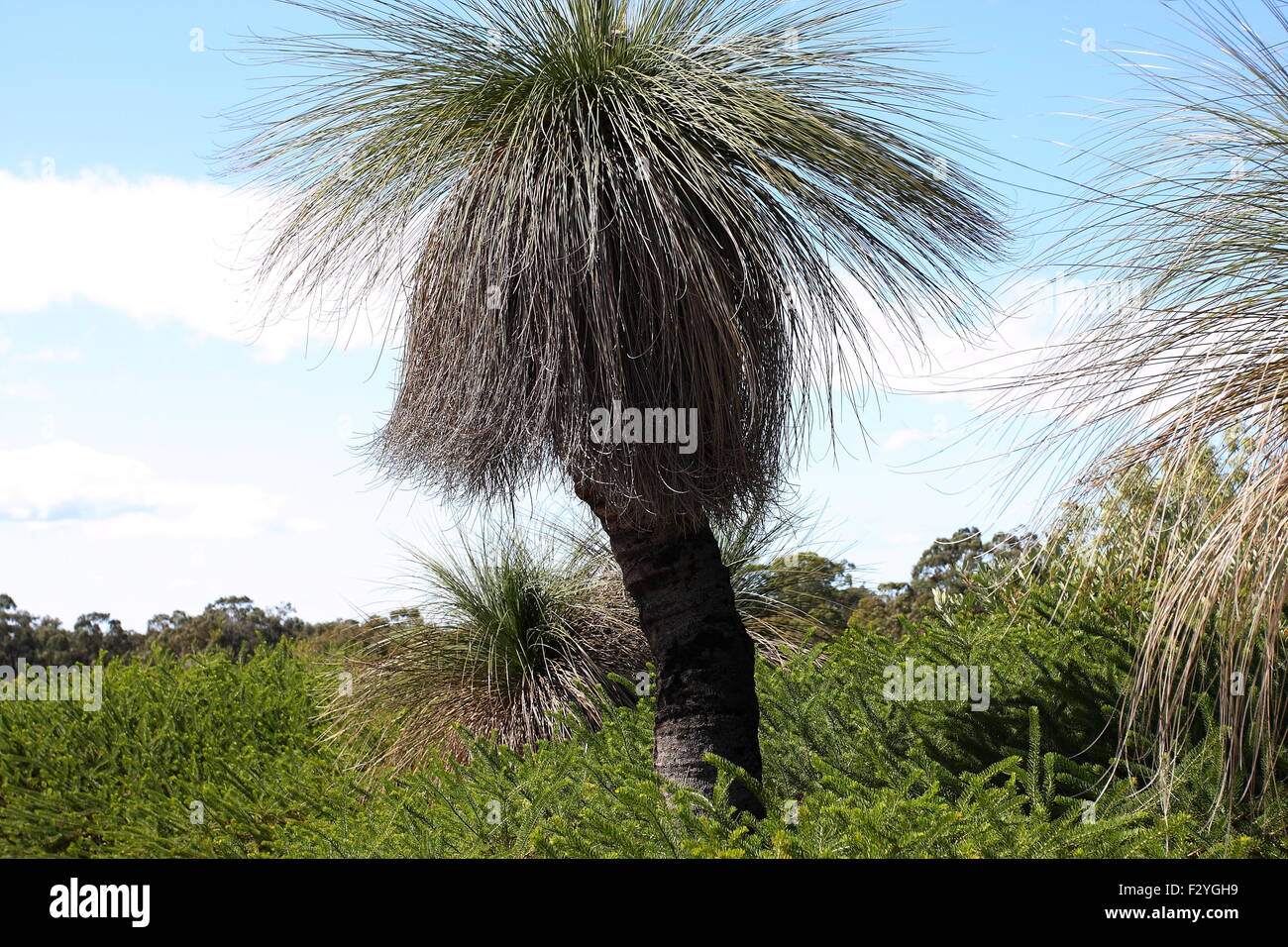 Xanthorrhoea o anche noto come Albero di erba Foto Stock