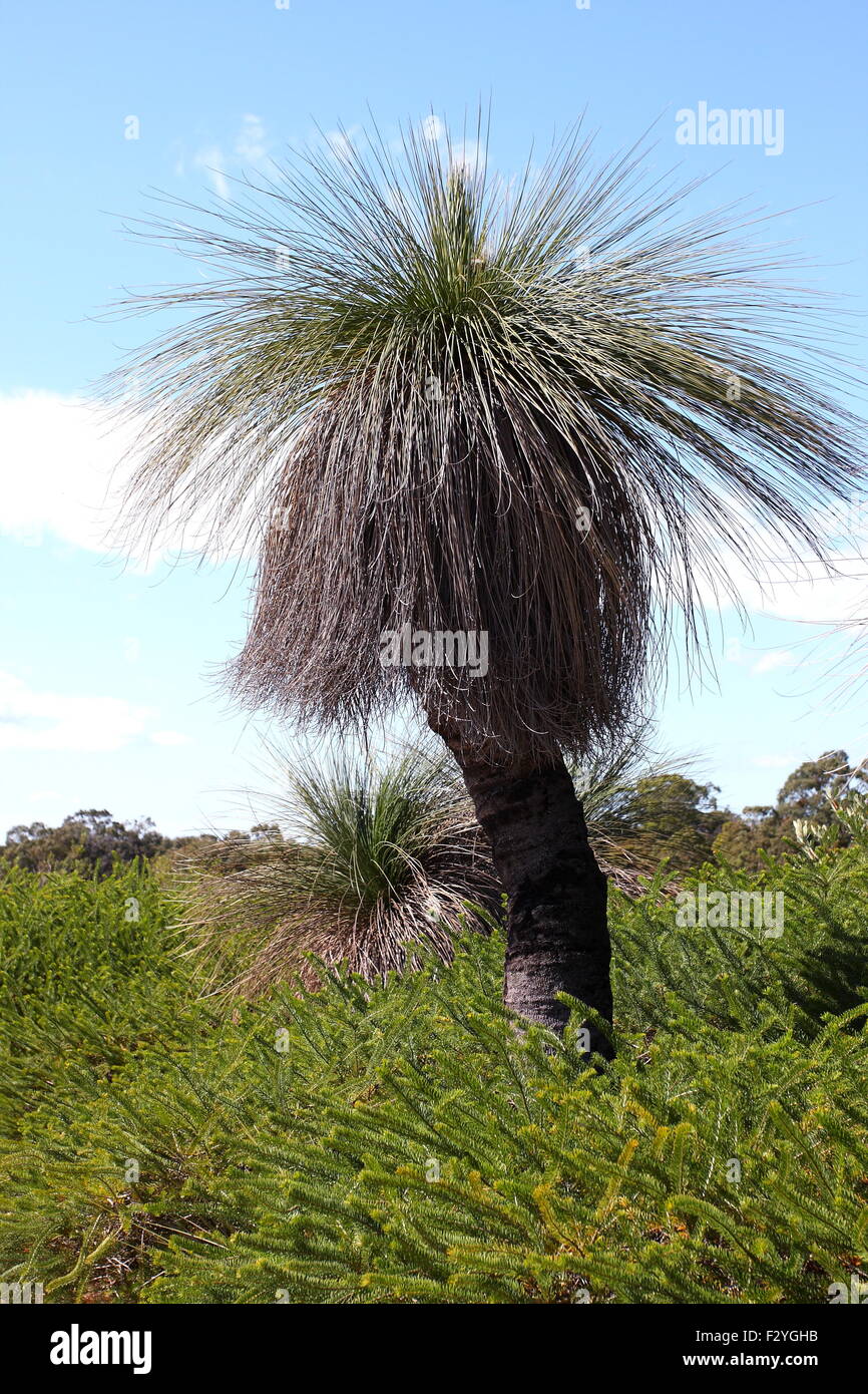 Xanthorrhoea o anche noto come Albero di erba Foto Stock