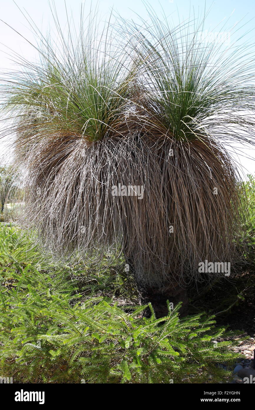 Xanthorrhoea o anche noto come Albero di erba Foto Stock