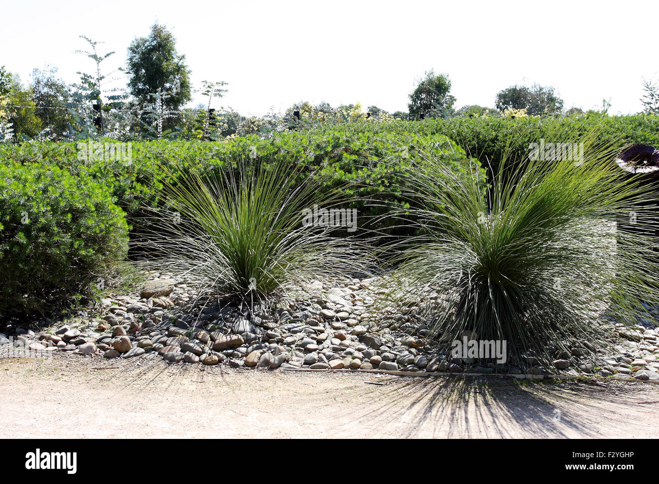 Giovani Xanthorrhoea o anche noto come Albero di erba Foto Stock