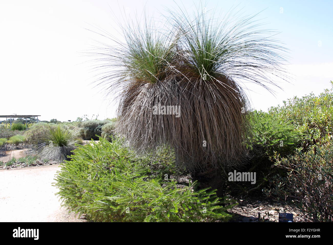 Xanthorrhoea o anche noto come Albero di erba Foto Stock