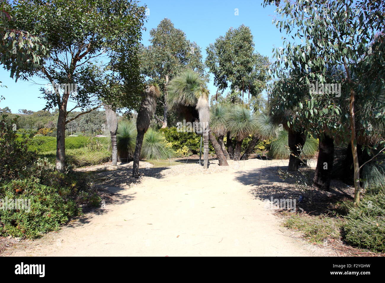 Xanthorrhoea o anche noto come Albero di erba Foto Stock