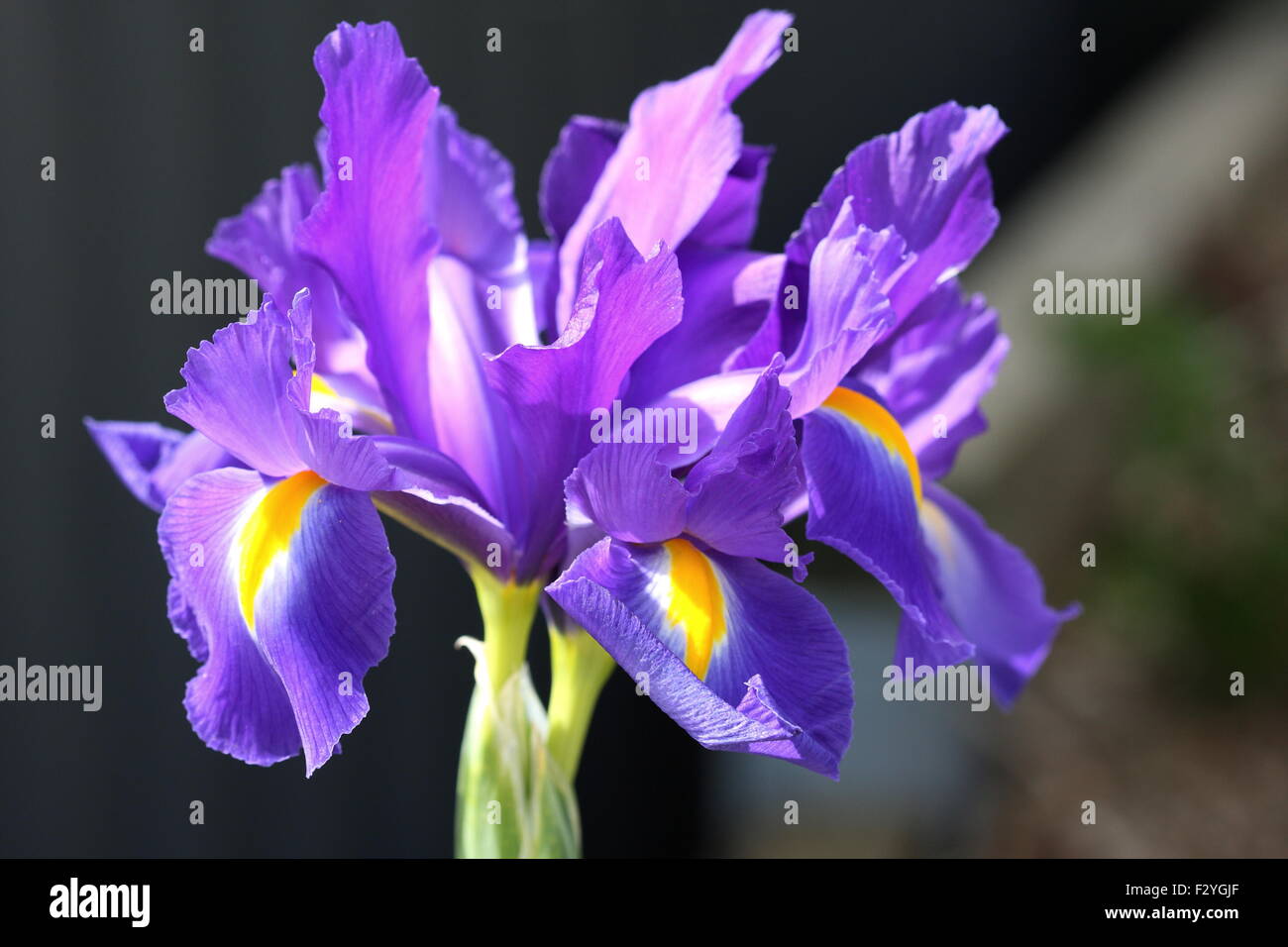 Close up di Iris x hollandica o noto anche come olandese Iris magia blu fiore in piena fioritura Foto Stock