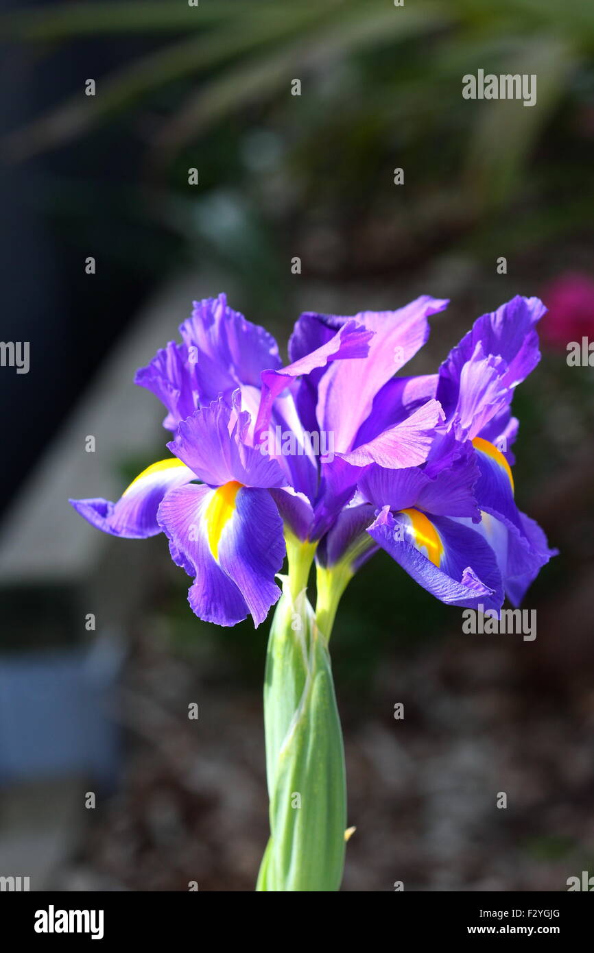 Iris x hollandica o noto anche come olandese Iris magia blu fiore in piena fioritura Foto Stock