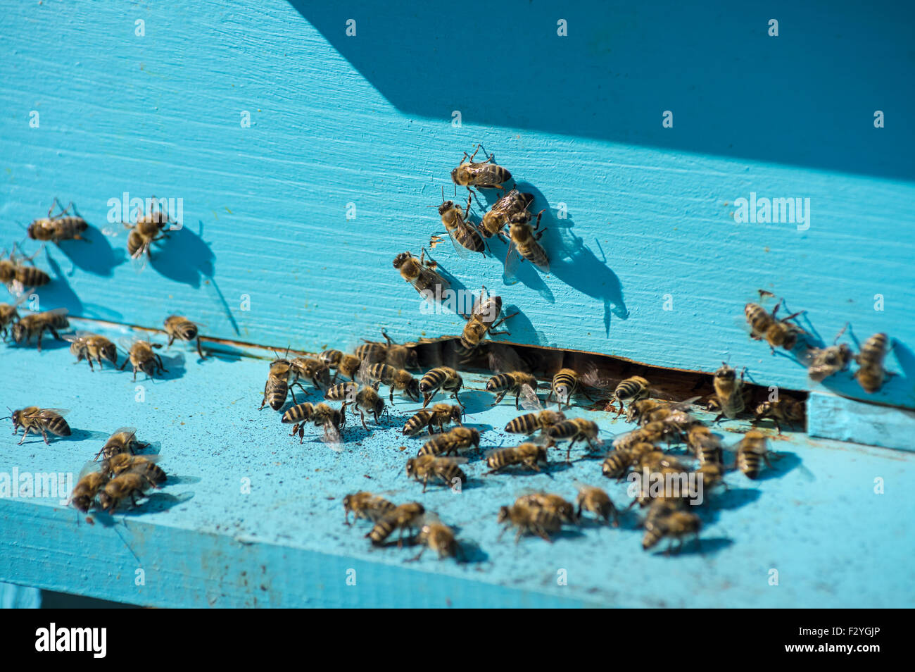 Abbondanza di api all ingresso dell alveare blu in apiario Foto Stock