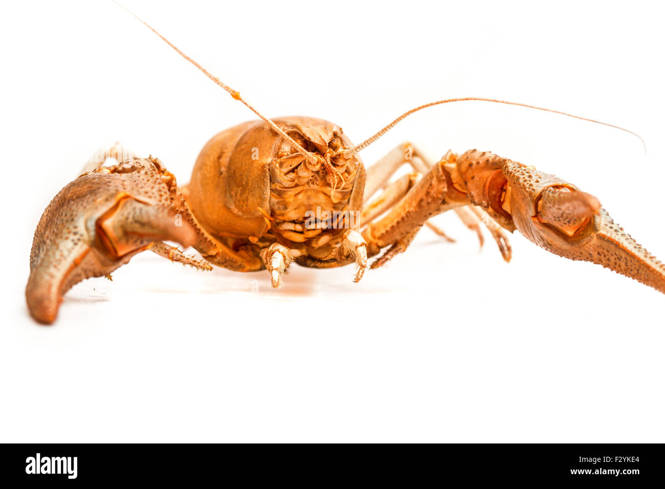 Una aragosta cotta crab isolati su sfondo bianco Foto Stock