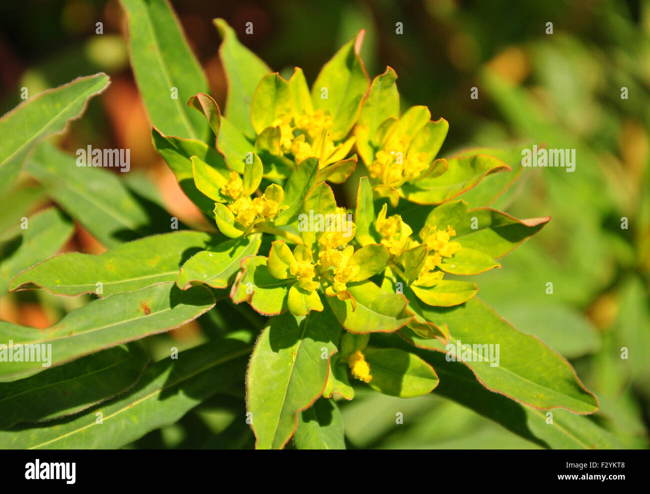 Cuscino (Euforbia Euphorbia epithymoides) Foto Stock