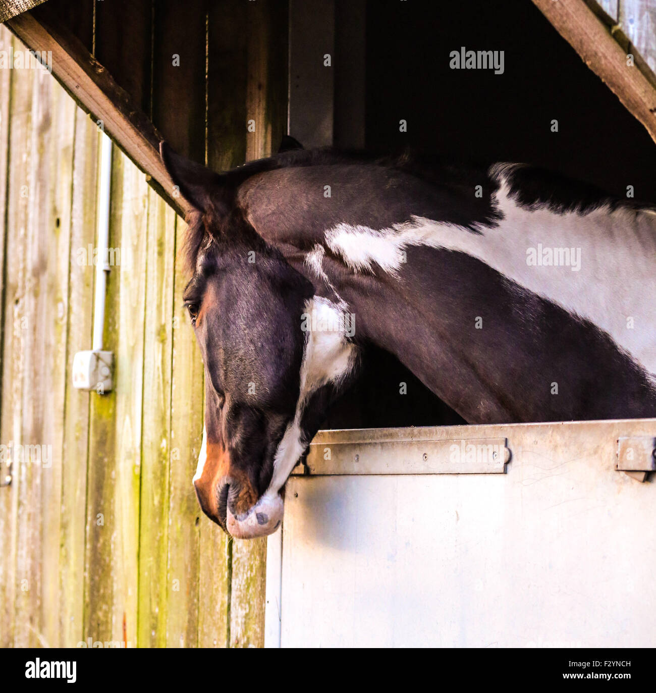 Una fotografia di un cavallo che affaccia sulla sua porta stabile Foto Stock