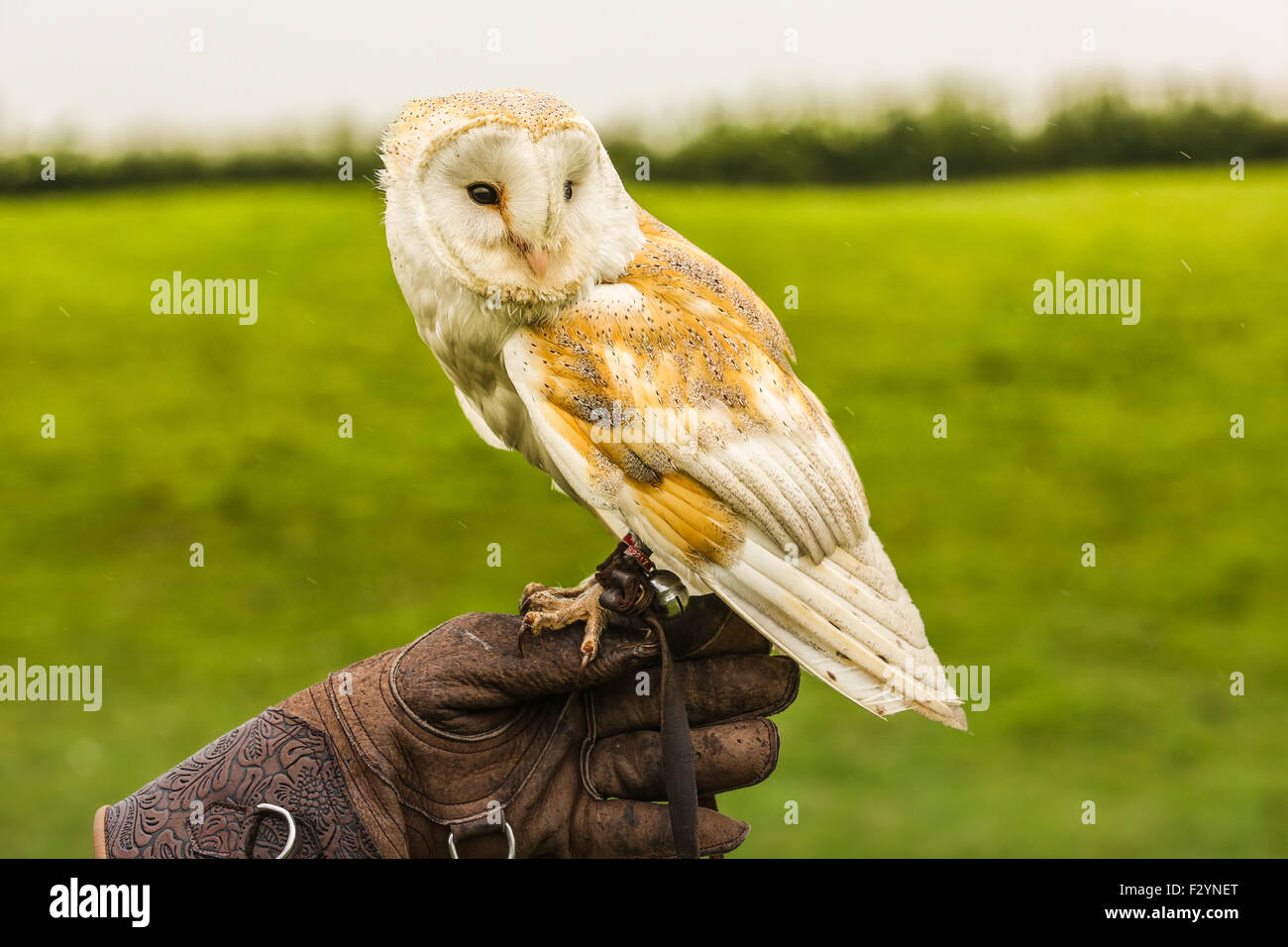 Barbagianni appollaiato sul guanto di un gestore Foto Stock