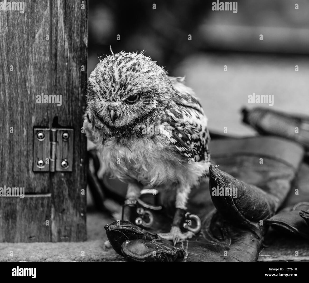 Baby scavando il gufo appollaiato sulla sua guanti di gestori e contro una scatola di legno. Edito in un effetto bianco e nero. Foto Stock