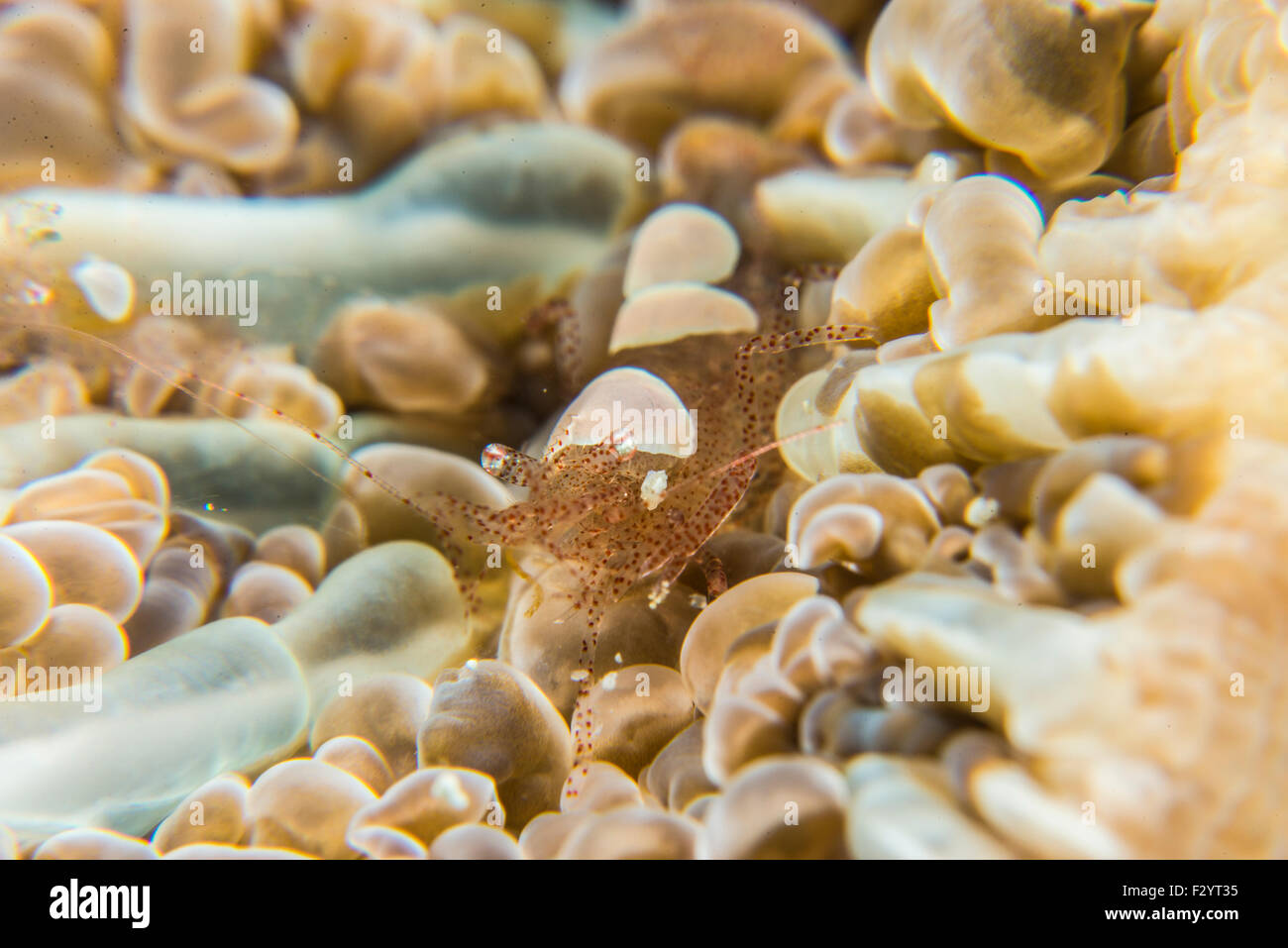 Guscio d'uovo gamberetti. Nome scientifico è Hamopontonia corallicola. A Kashiwajima, Kochi, Giappone. Foto Stock
