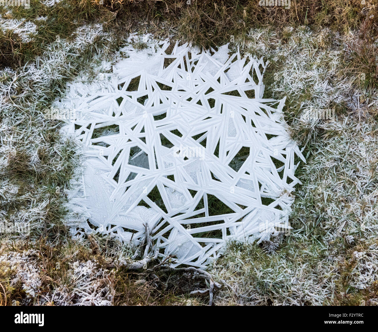 Estrema dei cristalli di ghiaccio formato sopra lungo andato pozzanghera sulla brughiera Foto Stock