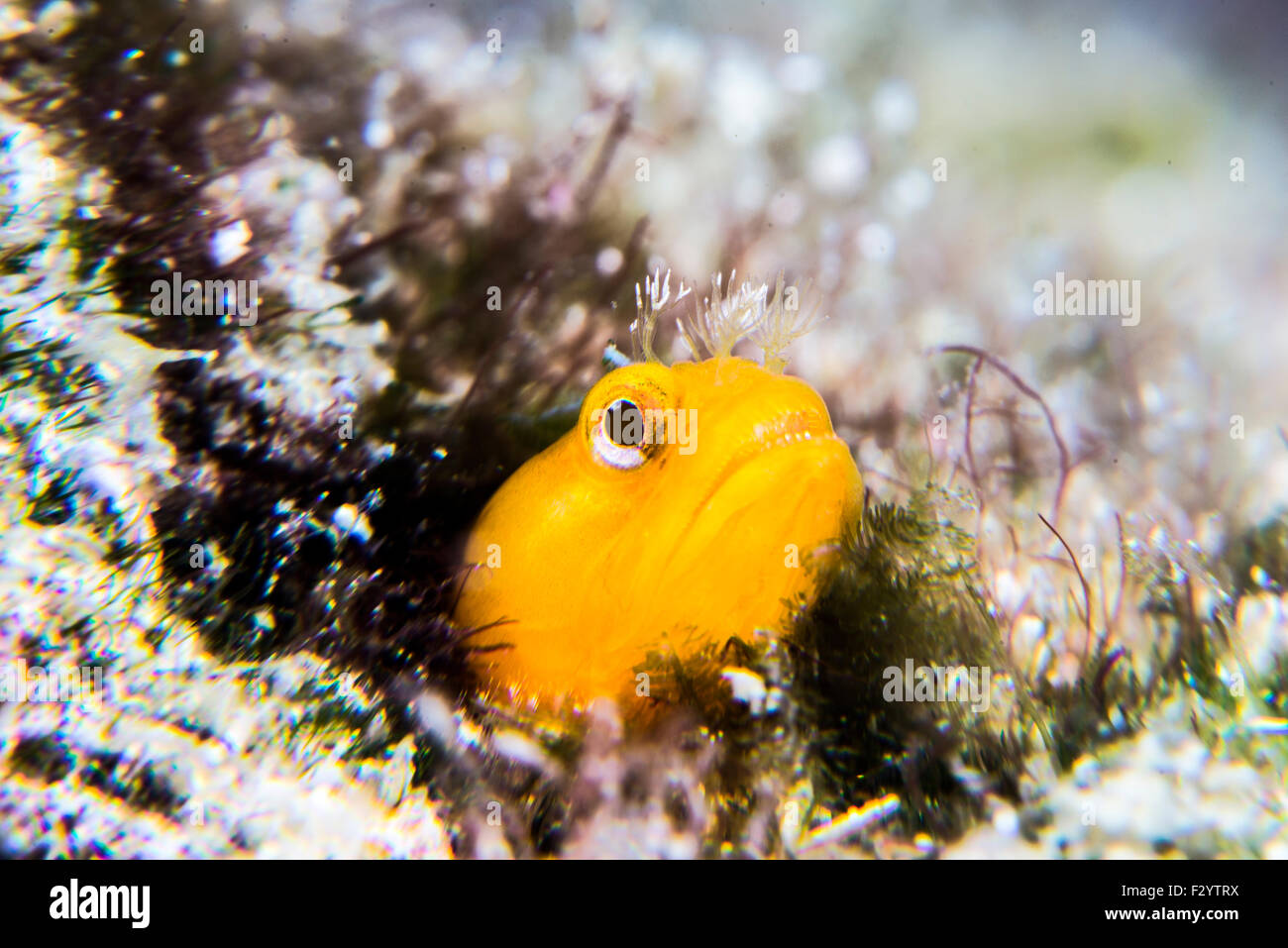 Moss fringehead. Nome scientifico è Neoclinus bryope (Jordan & Snyder, 1902) a Kashiwajima, Kochi, Giappone. Foto Stock
