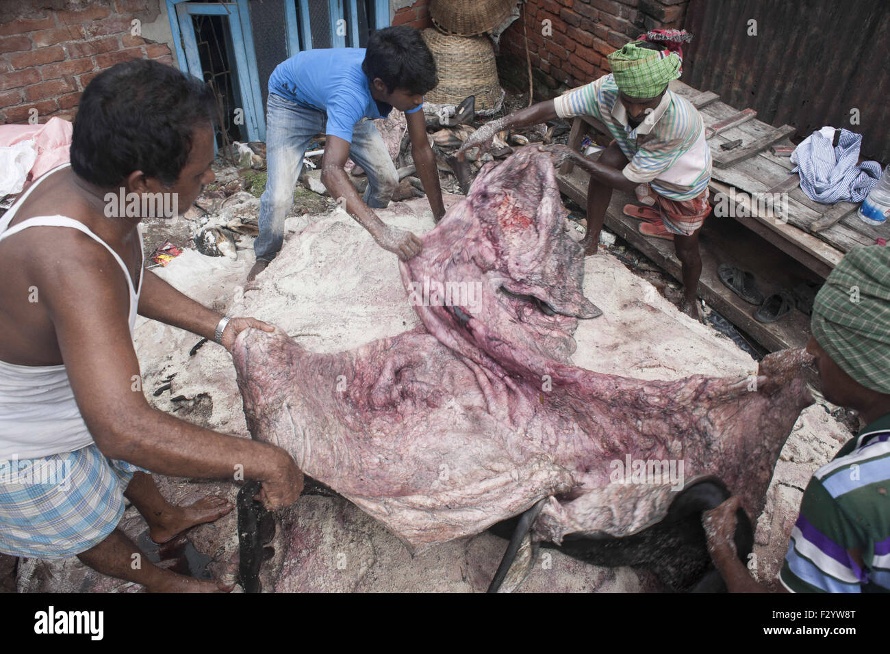 Dacca in Bangladesh. 26 Sep, 2015. Lavoratori sale a spruzzo su rawhides di animali sacrificali a Dacca in Bangladesh. Rawhide di commercianti e conceria proprietari hanno avviato la raccolta e il trattamento delle pelli animali. Il prezzo d acquisto del per piede quadrato di pelle di vitello salata è stato fissato a Tk50-55 a Dhaka e Tk40-45 al di fuori di Dhaka. Il prezzo di pelle di capra era impostato a TK2022/sq ft, bakri capre al Tk15-17 e pelle di bufalo Tk35-40. © Suvra Kanti Das/ZUMA filo/Alamy Live News Foto Stock