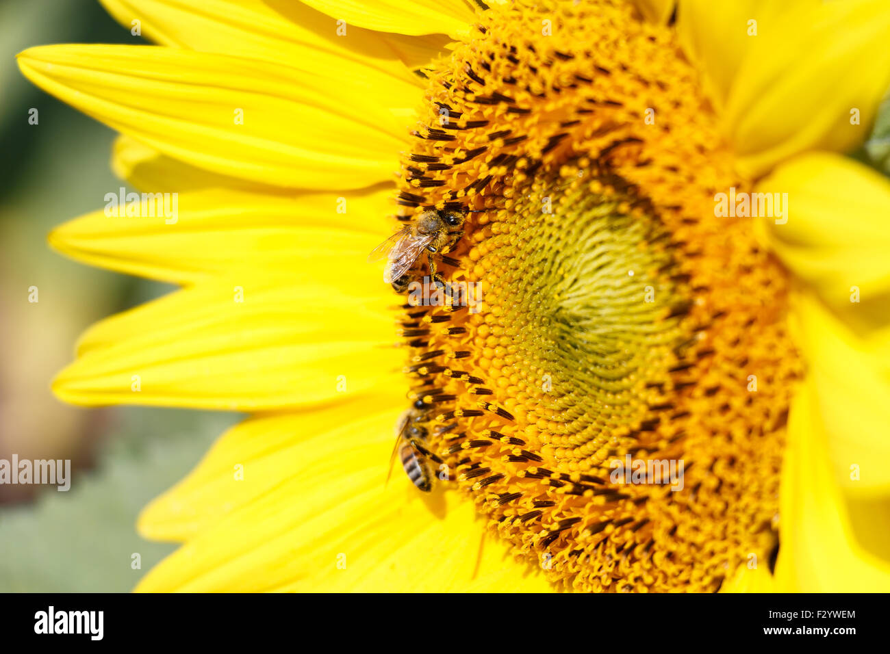 Close up dei semi di girasole e bee a Chiangrai ,Thailandia Foto Stock