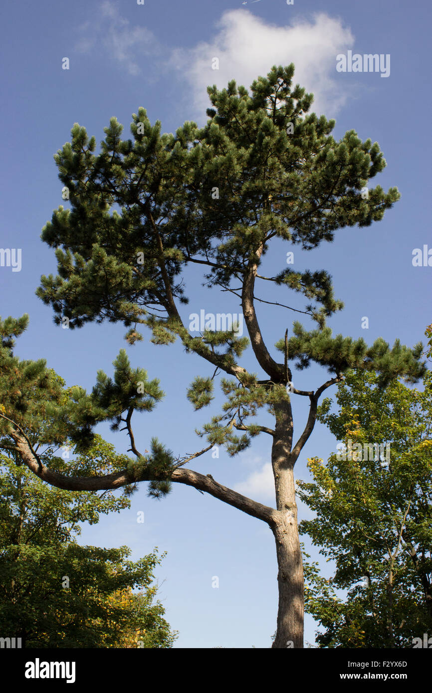 Guardando verso l'alto di un albero con foglie verdi e un cielo blu dietro il suo una giornata di sole. Foto Stock