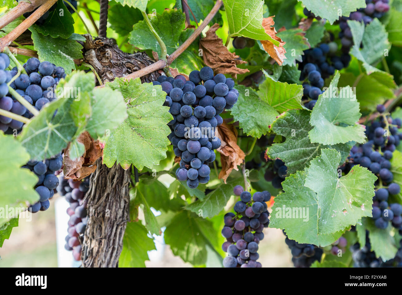 Primo piano di un grande mucchio di vino rosso uve su alberi ad una vigna. Foto Stock