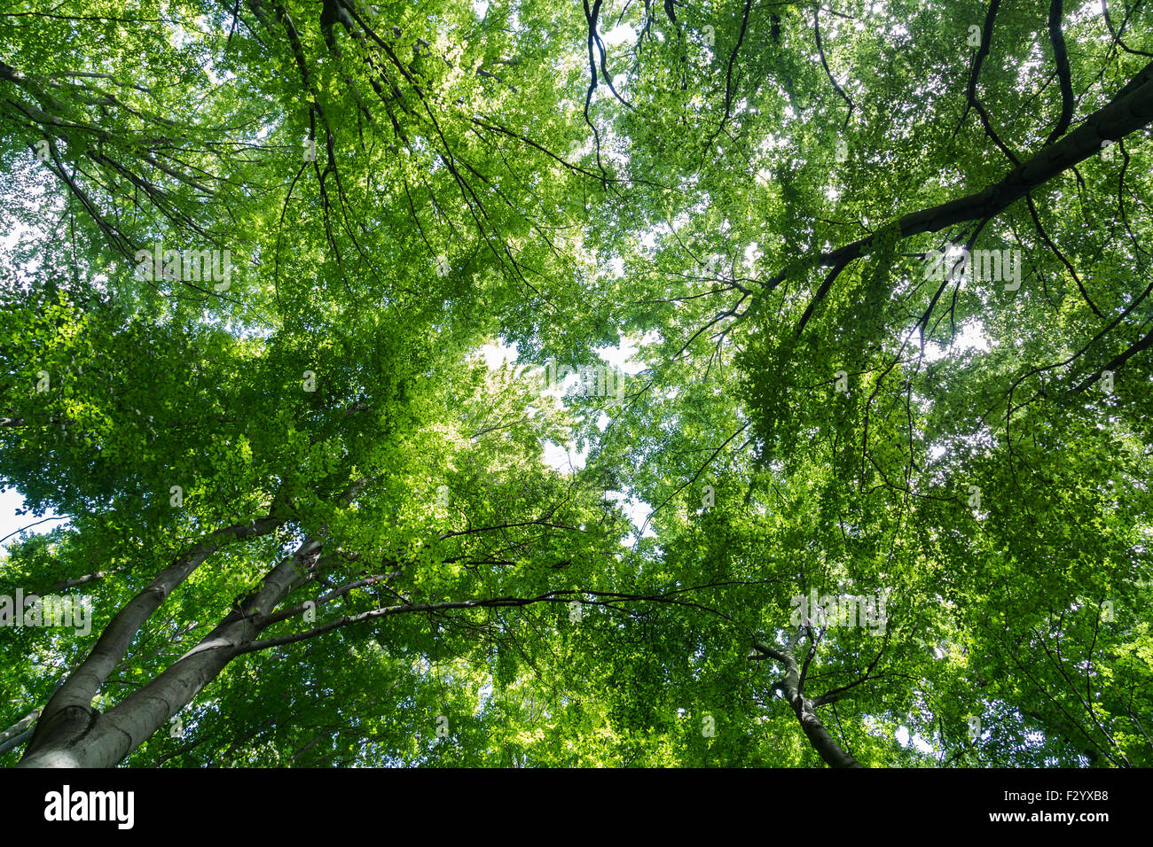 Un basso angolo di visione di una tettoia di alberi in una foresta con spazio per il testo Foto Stock