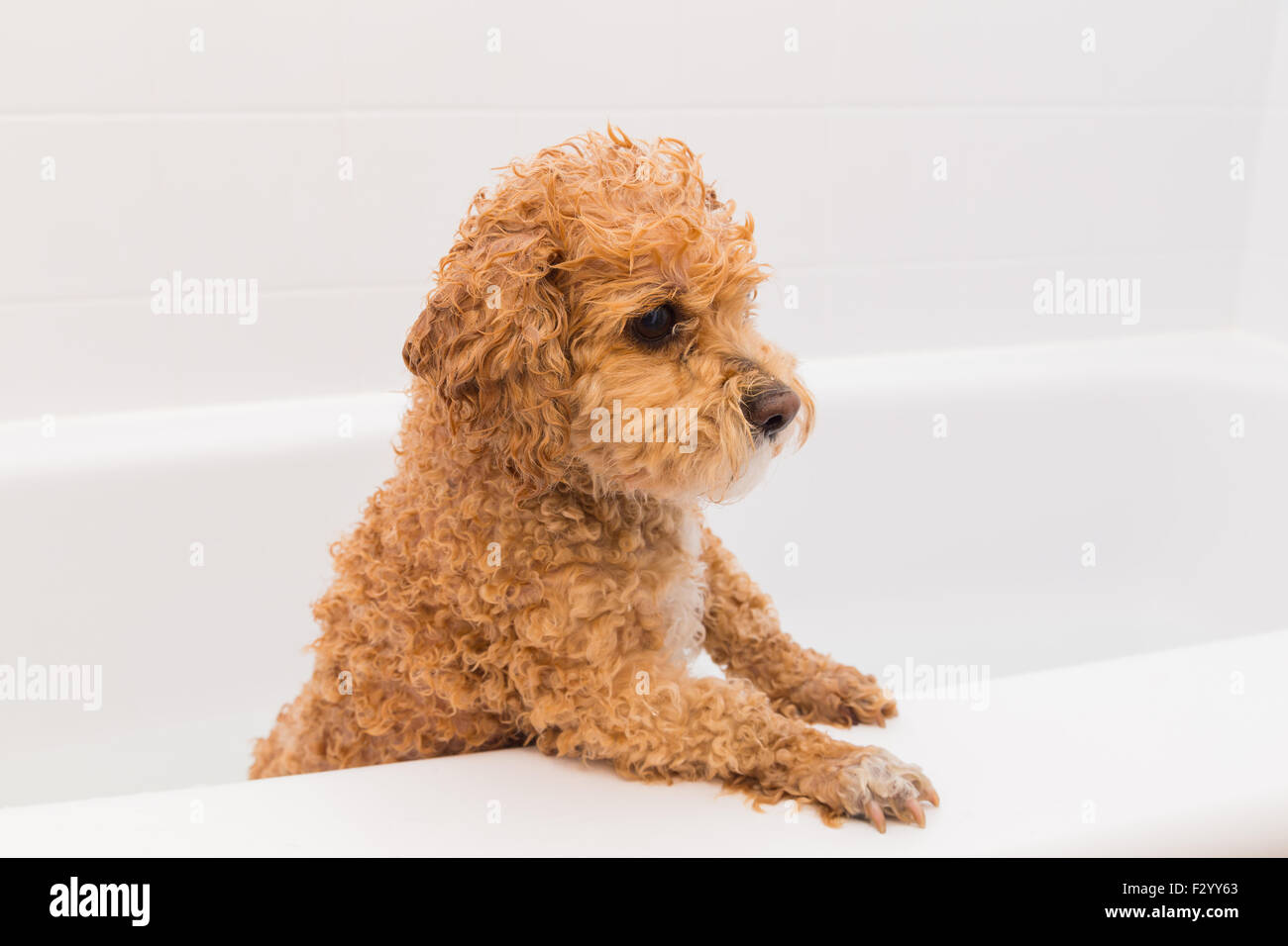 Primo piano di un cane barboncino che ha appena avuto un bagno in una vasca da bagno. Foto Stock