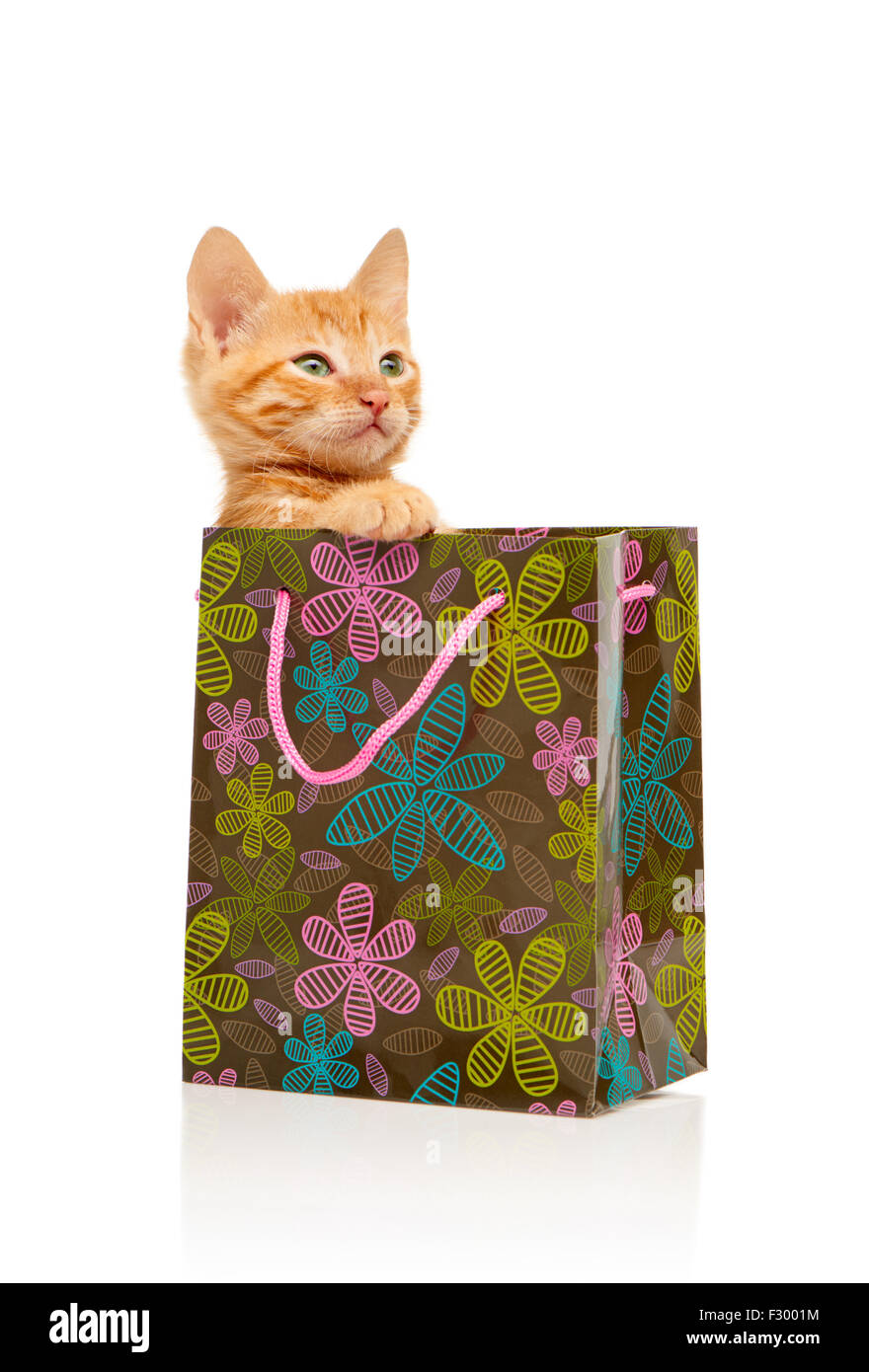 Glamorous seriamente little red gattino seduto nel verde fiorito, rosa e blu shopping bag, isolato su sfondo bianco Foto Stock