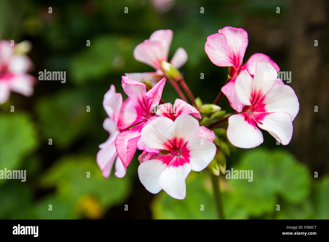 Bella pansy flower a Mae Fah Luang giardino,individuare sul Doi Tung,Thailandia Foto Stock