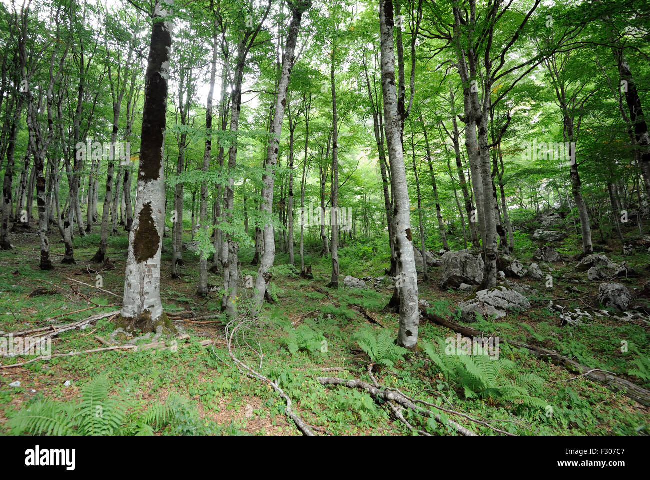 Il faggio (Fagus sylvatica) legni a calcare le piste della Beata Montagne Bjeshket e Bekura Valbona, Albania. Foto Stock