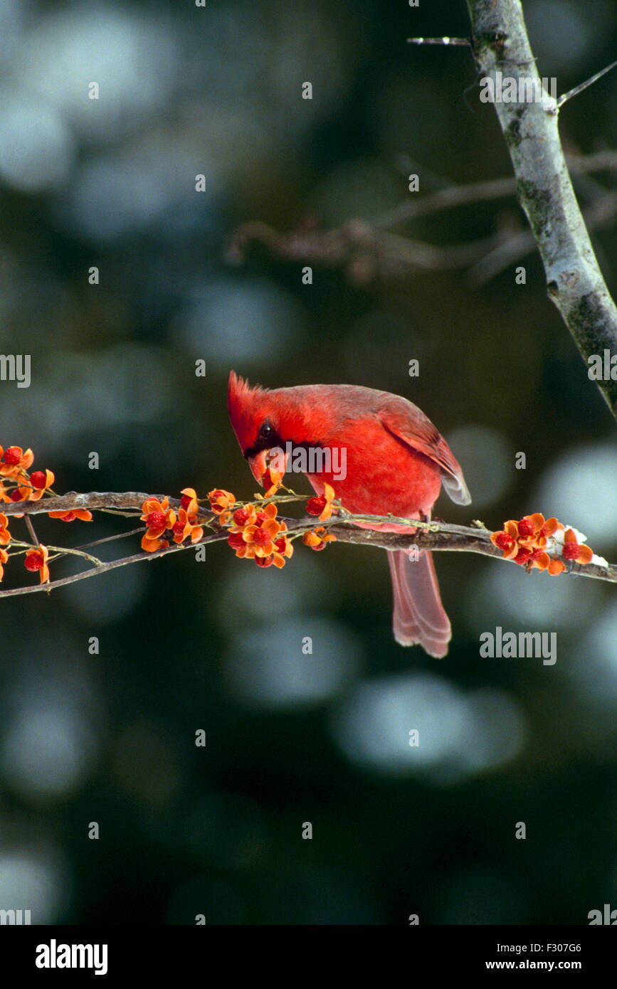 Maschio cardinale settentrionale, il Cardinale cardinalis, sporgersi per mangiare una bacca agrodolce su una giornata invernale, Missouri USA Foto Stock