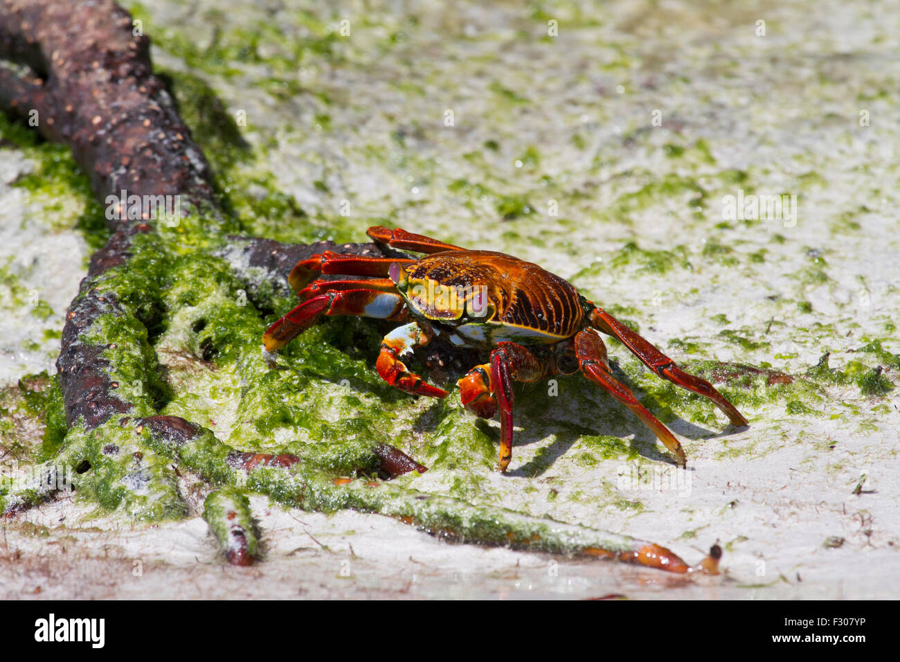 Sally Lightfoot Crab (Grapsus grapsus), Isola di Santa Cruz, Isole Galapagos Foto Stock