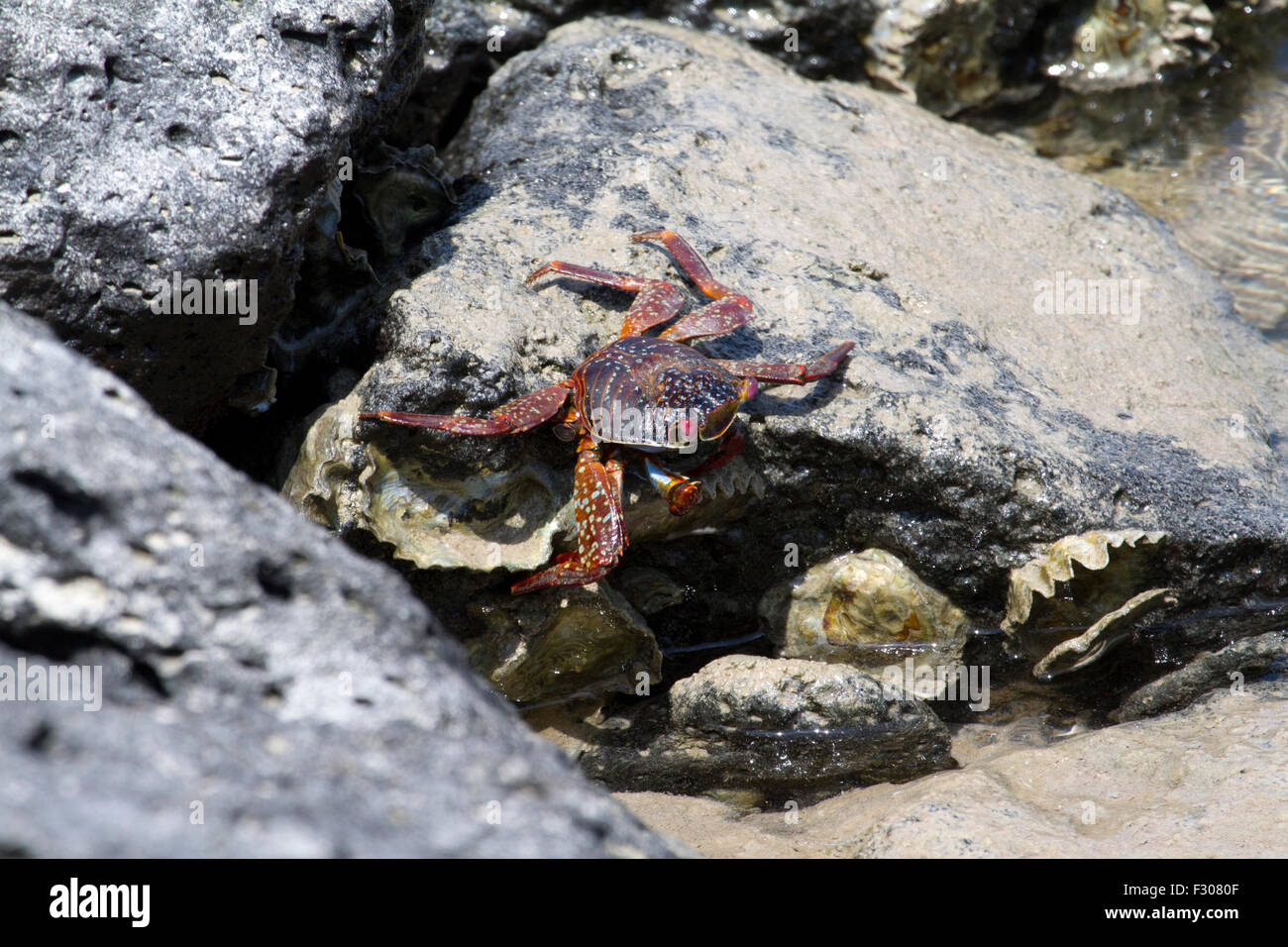 Sally Lightfoot Crab (Grapsus grapsus), Tortuga Bay, Isola di Santa Cruz, Isole Galapagos Foto Stock