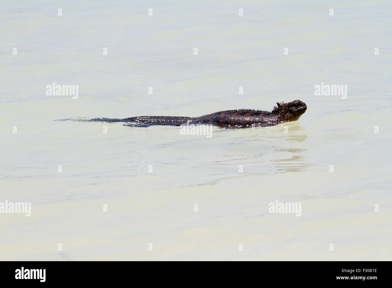 Iguana marina nuoto attraverso la baia, Tortuga Bay, Isola di Santa Cruz, Isole Galapagos Foto Stock