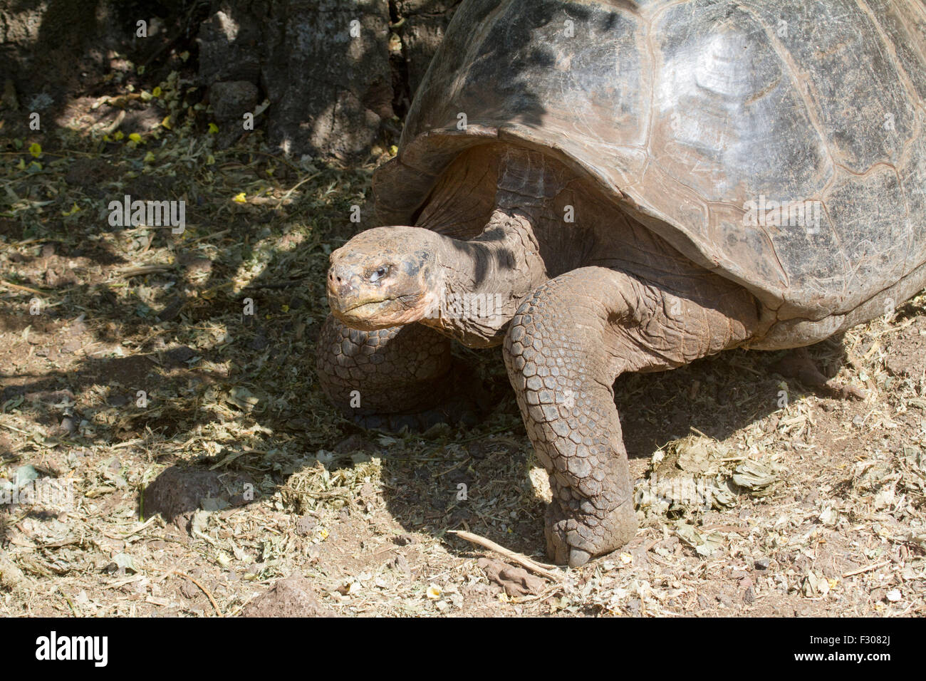 La tartaruga gigante al centro di Darwin, Isola di Santa Cruz, Isole Galapagos Foto Stock