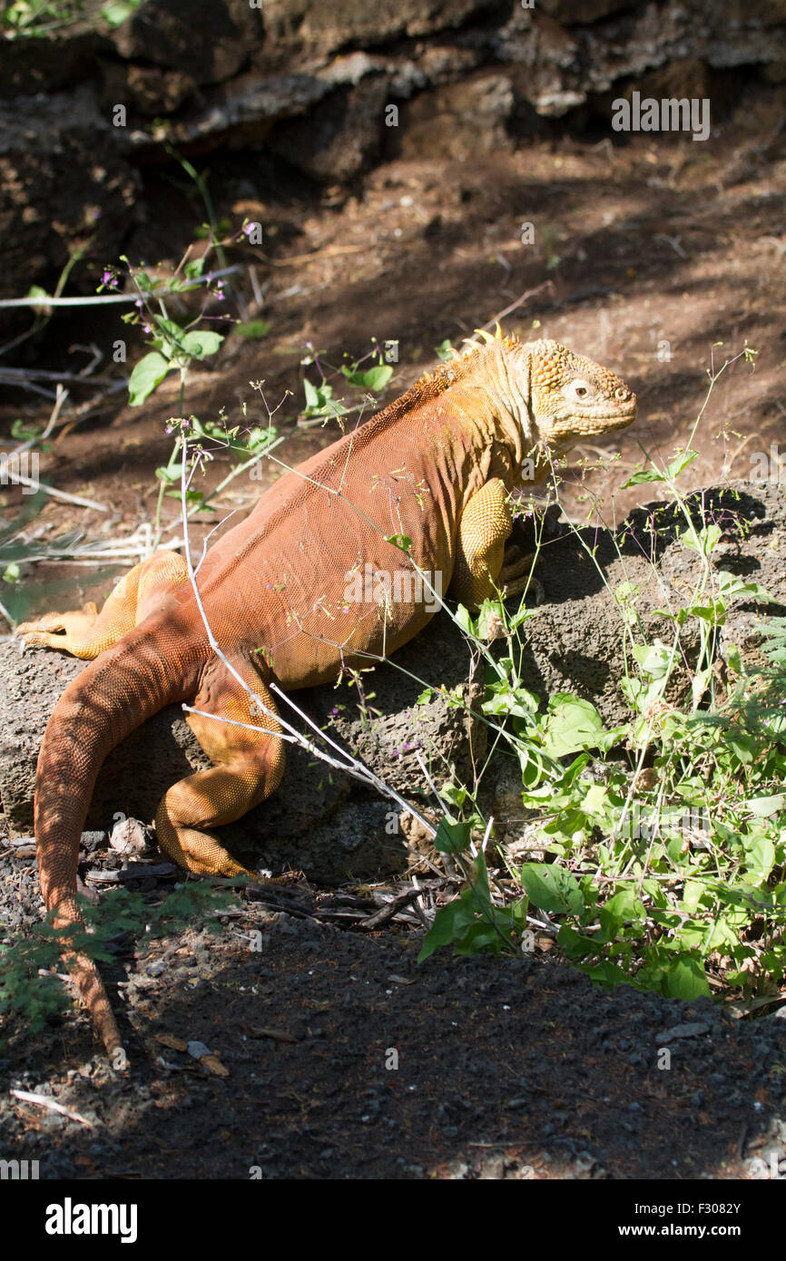 Land iguana al centro di Darwin, Isola di Santa Cruz, Isole Galapagos Foto Stock