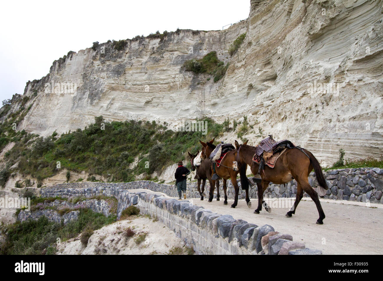Pack animali a Laguna Quilotoa, vulcanico-Crater Lake, Ecuador Foto Stock