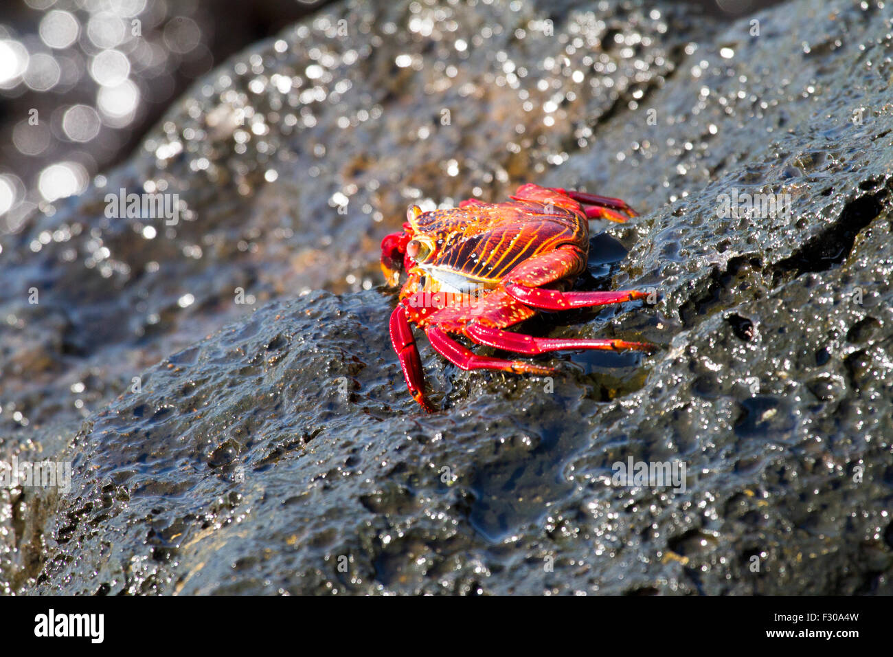 Sally Lightfoot Crab (Grapsus grapsus) su roccia, Puerto Baquerizo Moreno, San Cristobal Island, Isole Galapagos Foto Stock