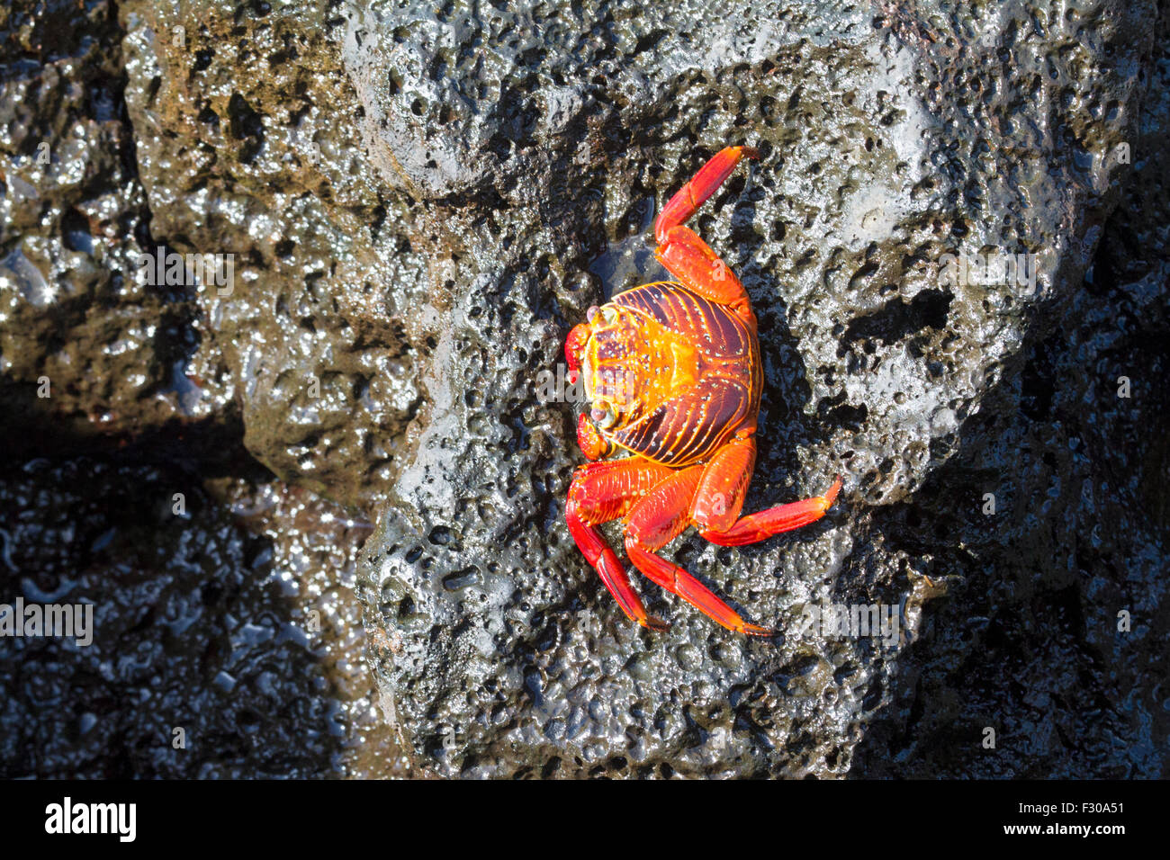 Sally Lightfoot Crab (Grapsus grapsus), Puerto Baquerizo Moreno, San Cristobal Island, Isole Galapagos Foto Stock