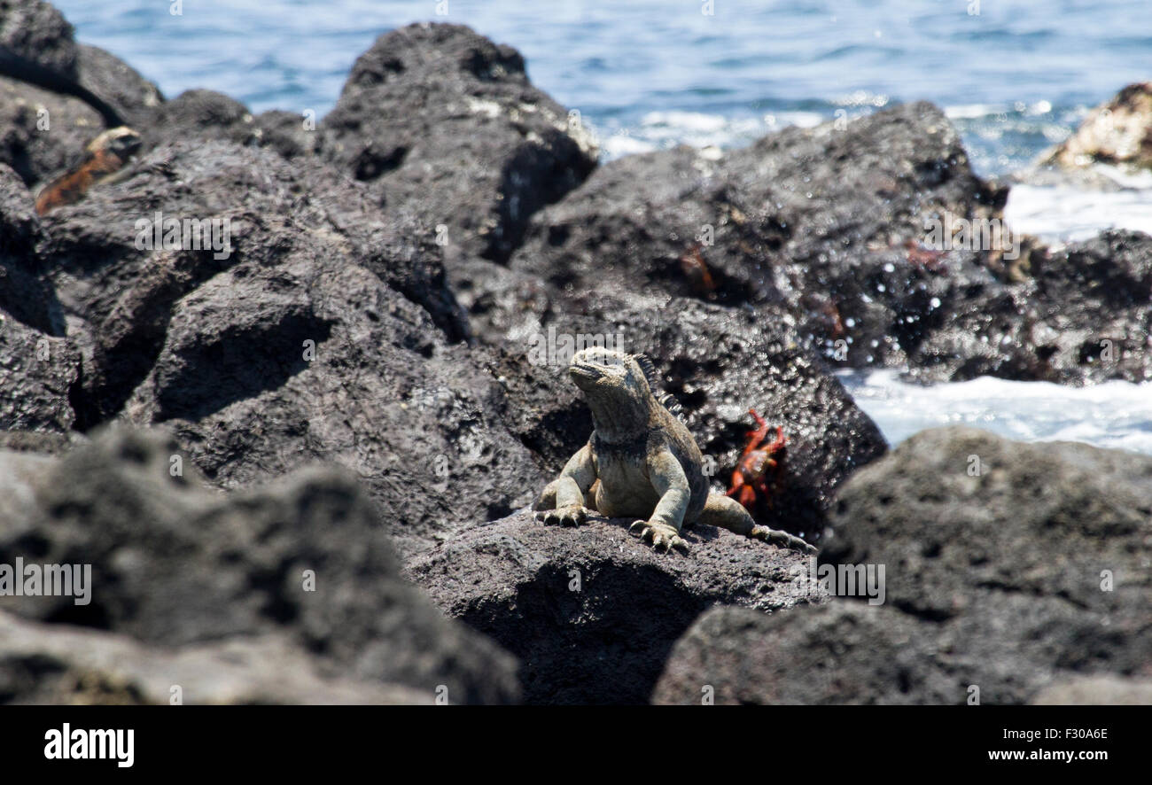 Galapagos iguane marine su Floreanna isola, isole Galapagos Foto Stock