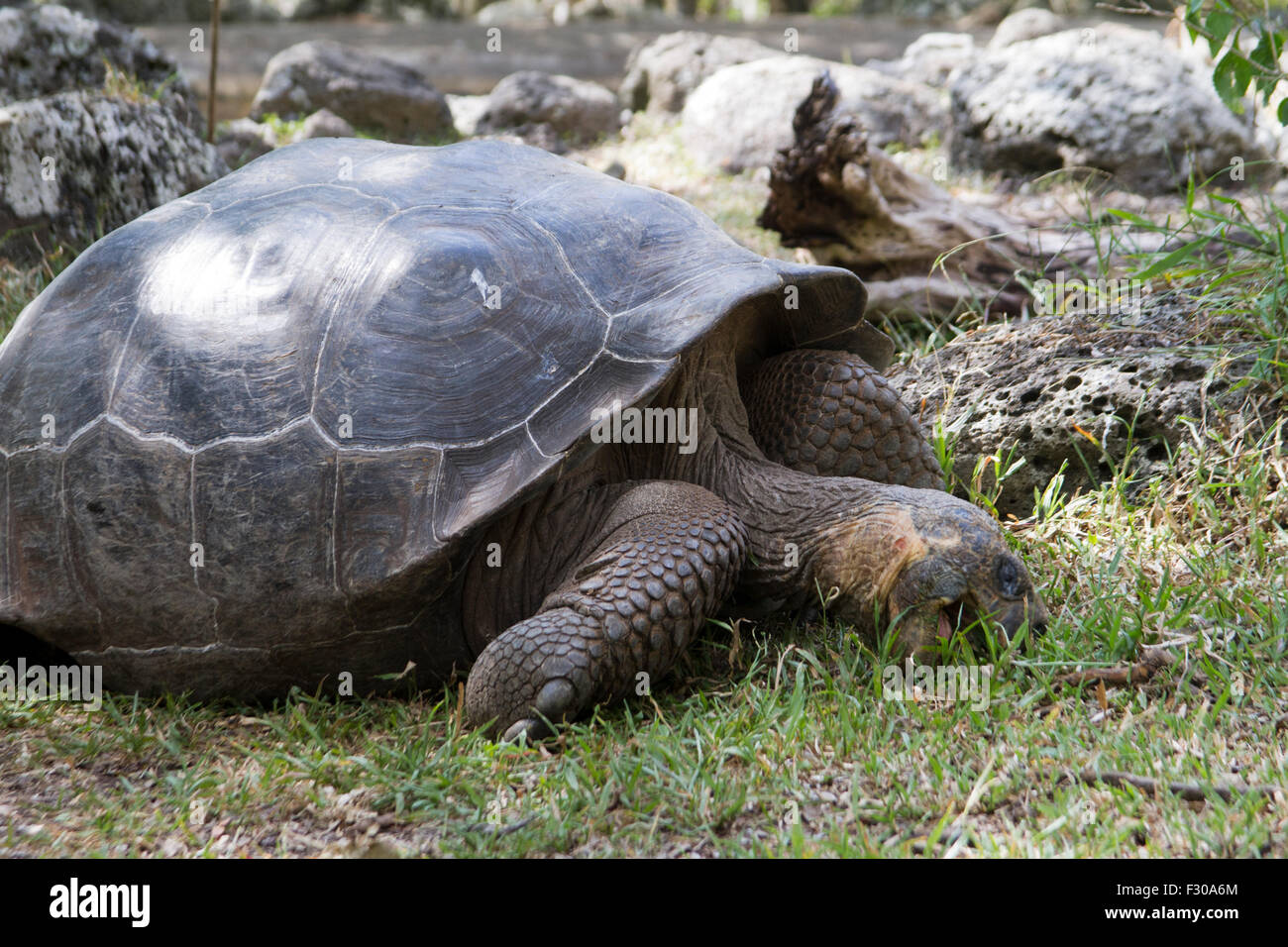 La tartaruga gigante nelle Highlands di isola Floreana, Isole Galapagos Foto Stock