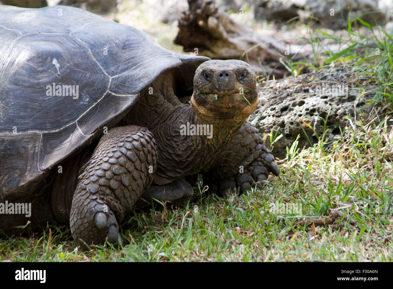 La tartaruga gigante nelle Highlands di isola Floreana, Isole Galapagos Foto Stock