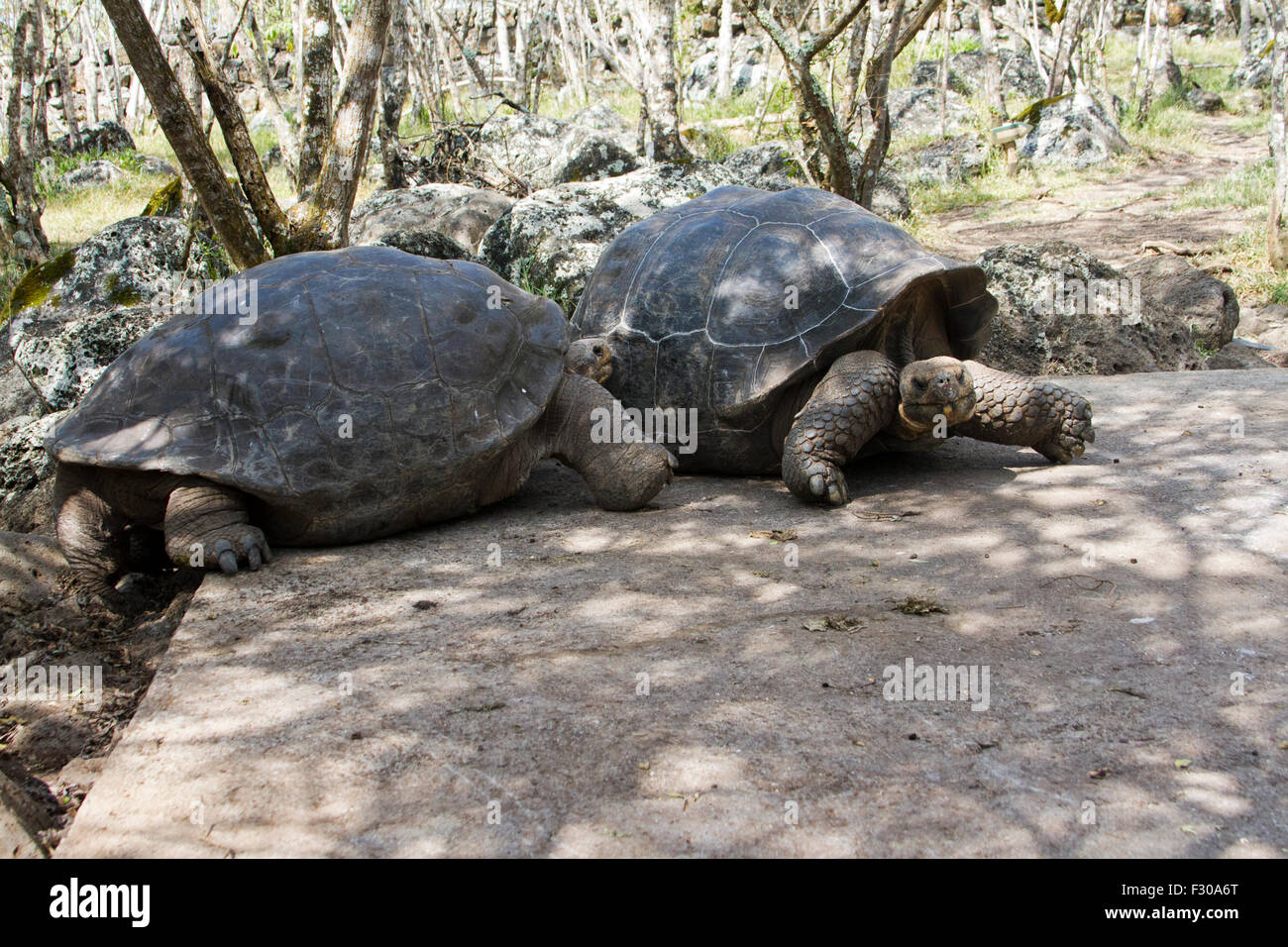 Tartarughe Giganti nelle Highlands di isola Floreana, Isole Galapagos Foto Stock