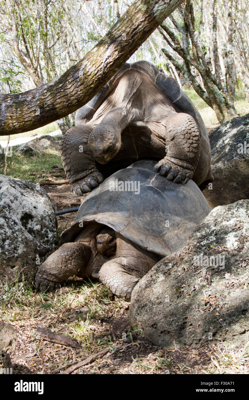 La tartaruga gigante con il comportamento di accoppiamento, altipiani di isola Floreana, Isole Galapagos Foto Stock
