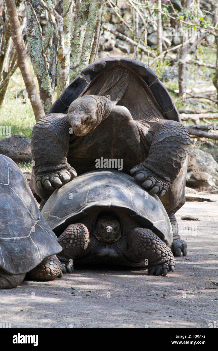 La tartaruga gigante con il comportamento di accoppiamento, altipiani di isola Floreana, Isole Galapagos Foto Stock